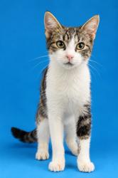 Shelter Stray Male Cat last seen Near BLOCK CONFEDERATE POINT ROAD, 2020 Forest St, Jacksonville, FL 32204, USA