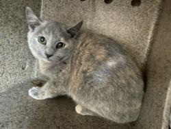 Shelter Stray Female Cat last seen Near BLOCK HAWTHORNE, 227 N D St, Perris, CA 92570, USA