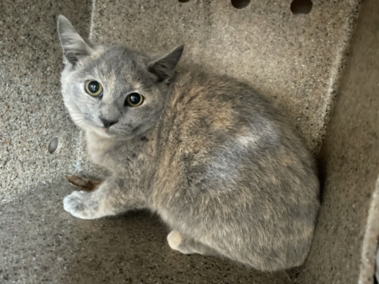 Shelter Stray Female Cat last seen Near BLOCK HAWTHORNE, 227 N D St, Perris, CA 92570, USA