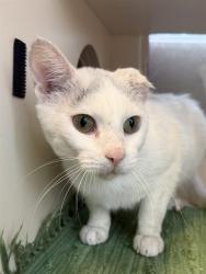 Shelter Stray Male Cat last seen Near BLOCK KINGSTON AVE, 3528 Newburg Rd, Louisville, KY 40218, USA