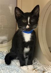 Shelter Stray Female Cat last seen Near BLOCK EGYPT LANE, 3528 Newburg Rd, Louisville, KY 40218, USA