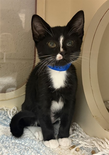 Shelter Stray Female Cat last seen Near BLOCK EGYPT LANE, 3528 Newburg Rd, Louisville, KY 40218, USA