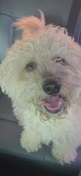 Reunited Male Dog last seen Park row & 360, Arlington, TX 76010