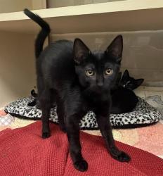 Shelter Stray Female Cat last seen Near BLOCK EGYPT LANE, 3528 Newburg Rd, Louisville, KY 40218, USA