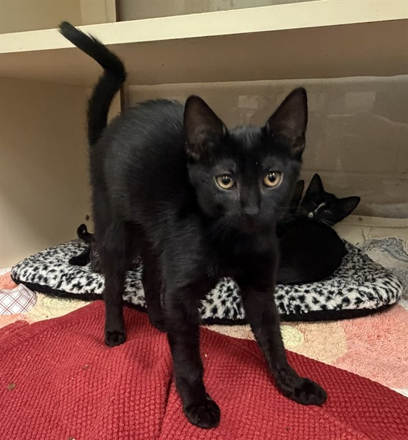 Shelter Stray Female Cat last seen Near BLOCK EGYPT LANE, 3528 Newburg Rd, Louisville, KY 40218, USA