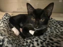 Shelter Stray Female Cat last seen Near BLOCK EGYPT LANE, 3528 Newburg Rd, Louisville, KY 40218, USA