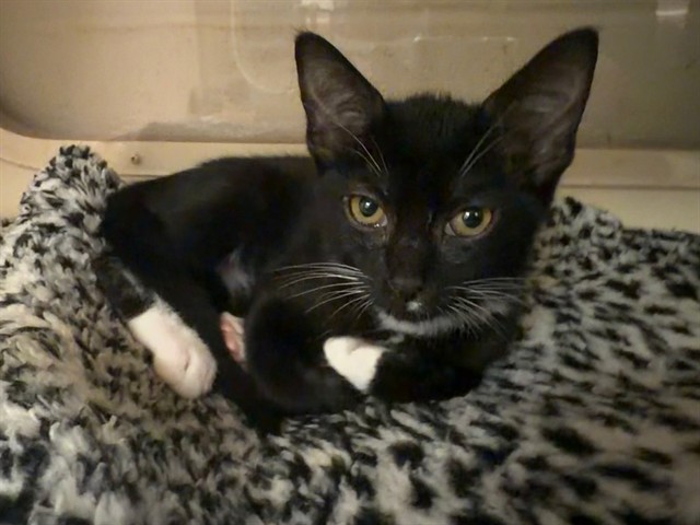 Shelter Stray Female Cat last seen Near BLOCK EGYPT LANE, 3528 Newburg Rd, Louisville, KY 40218, USA