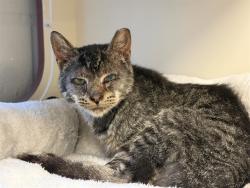 Shelter Stray Male Cat last seen Near BLOCK N 27TH ST, 3528 Newburg Rd, Louisville, KY 40218, USA