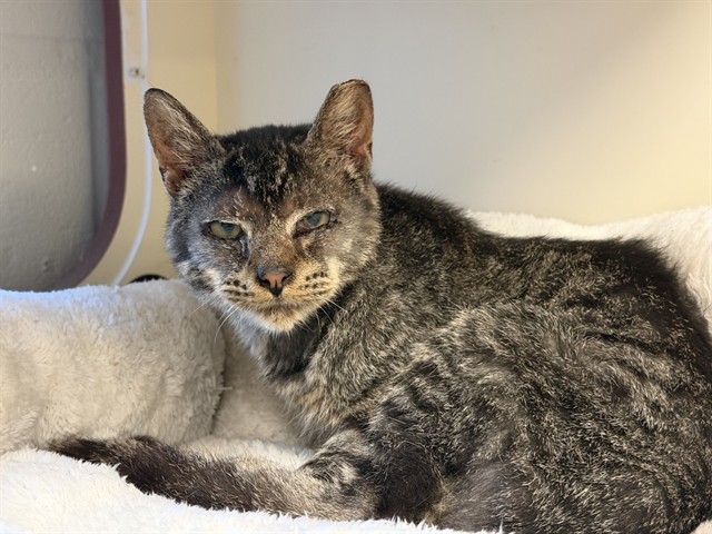 Shelter Stray Male Cat last seen Near BLOCK N 27TH ST, 3528 Newburg Rd, Louisville, KY 40218, USA