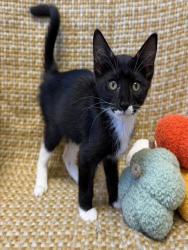 Shelter Stray Female Cat last seen Near BLOCK GOLDSMITH LANE, 3528 Newburg Rd, Louisville, KY 40218, USA