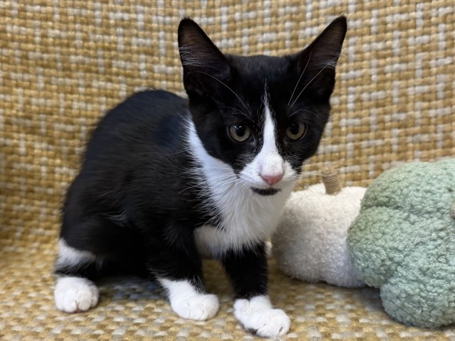 Shelter Stray Male Cat last seen Near BLOCK GOLDSMITH LANE, 3528 Newburg Rd, Louisville, KY 40218, USA
