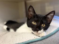 Shelter Stray Female Cat last seen Near BLOCK GOLDSMITH LANE, 3528 Newburg Rd, Louisville, KY 40218, USA