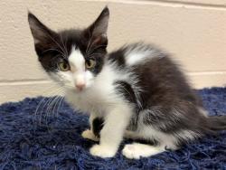 Shelter Stray Male Cat last seen Near BLOCK GOLDSMITH LN, 3528 Newburg Rd, Louisville, KY 40218, USA