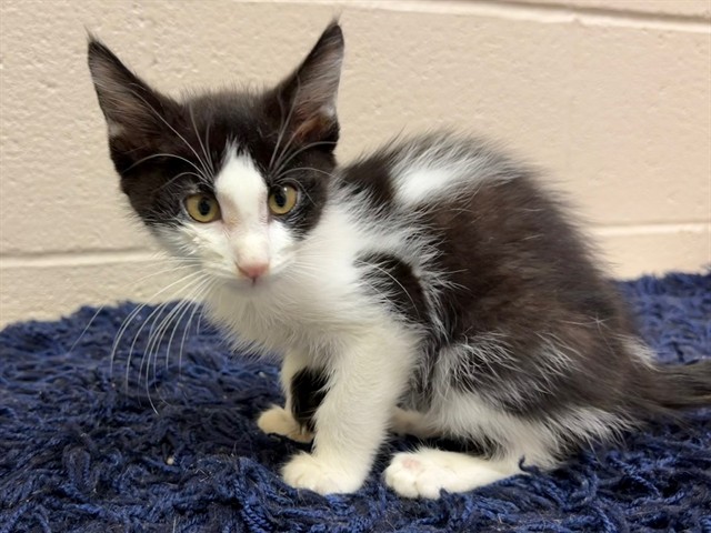 Shelter Stray Male Cat last seen Near BLOCK GOLDSMITH LN, 3528 Newburg Rd, Louisville, KY 40218, USA