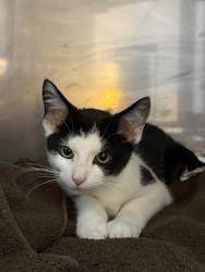 Shelter Stray Male Cat last seen Near BLOCK MAGAZINE STREET, 3528 Newburg Rd, Louisville, KY 40218, USA