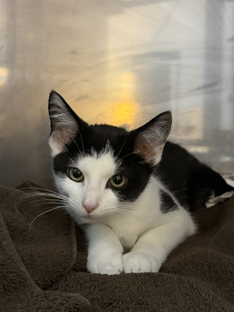Shelter Stray Male Cat last seen Near BLOCK MAGAZINE STREET, 3528 Newburg Rd, Louisville, KY 40218, USA