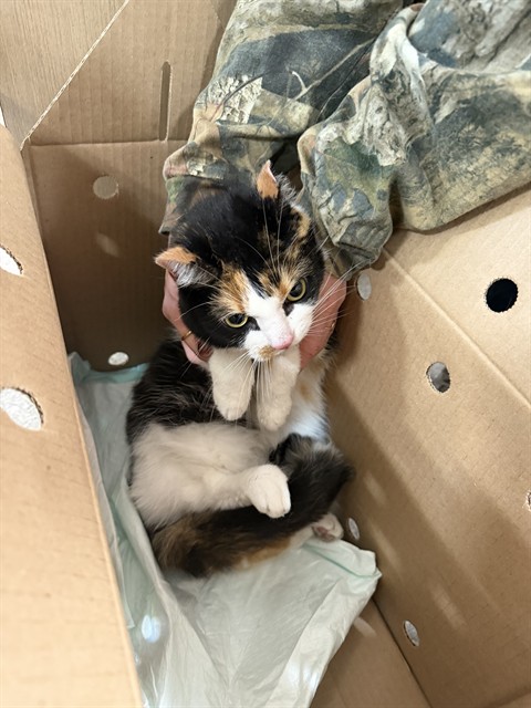 Shelter Stray Female Cat last seen Near BLOCK S 5TH ST, 3528 Newburg Rd, Louisville, KY 40218, USA