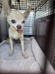 Shelter Stray Male Dog last seen , 4000 N Silverbell Rd, Tucson, AZ 85745, USA