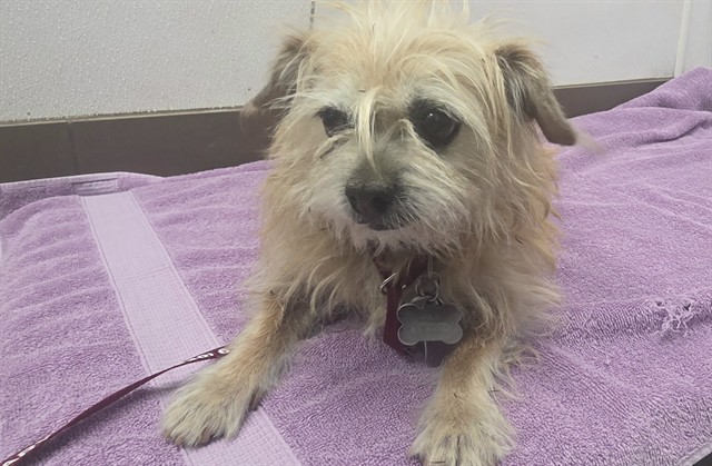Shelter Stray Female Dog last seen , 4000 N Silverbell Rd, Tucson, AZ 85745, USA