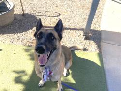 Shelter Stray Female Dog last seen 104TH DR AND MISSOURI AVE, 2500 S 27th Ave, Phoenix, AZ 85009, USA