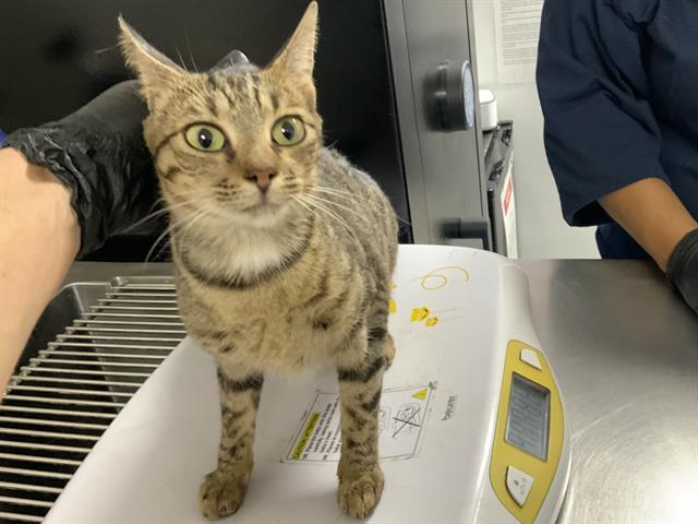 Shelter Stray Female Cat last seen Near BLOCK AVE 2236, Visalia, CA 93292, USA