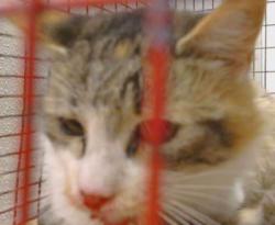 Shelter Stray Unknown Cat last seen MENDOCINO BLVD/FRUITRIDGE AVE,95824, 3839 Bradshaw Rd, Sacramento, CA 95827, USA