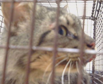 Shelter Stray Male Cat last seen MENDOCINO BLVD/FRUITRIDGE AVE,95824, 3839 Bradshaw Rd, Sacramento, CA 95827, USA