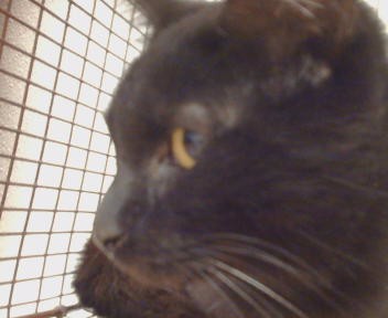Shelter Stray Unknown Cat last seen MENDOCINO BLVD/FRUITRIDGE AVE,95824, 3839 Bradshaw Rd, Sacramento, CA 95827, USA