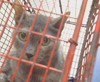 Shelter Stray Female Cat last seen MENDOCINO BLVD/FRUITRIDGE AVE,95824, 3839 Bradshaw Rd, Sacramento, CA 95827, USA