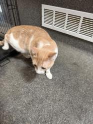 Shelter Stray Male Cat last seen , 3201 Lacy St, Los Angeles, CA 90031, USA