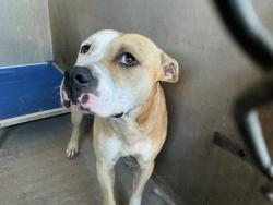 Shelter Stray Male Dog last seen 21ST, 333 Chandler Pl, San Bernardino, CA 92408, USA