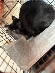Shelter Stray Female Cat last seen , 3201 Lacy St, Los Angeles, CA 90031, USA
