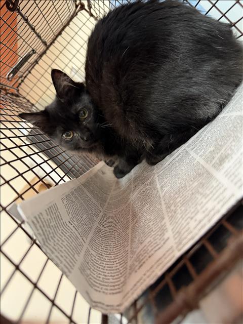 Shelter Stray Female Cat last seen , 3201 Lacy St, Los Angeles, CA 90031, USA