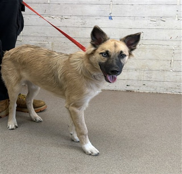Shelter Stray Female Dog last seen MAYBERRY AND WHITTIER, 333 Chandler Pl, San Bernardino, CA 92408, USA