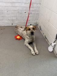 Shelter Stray Male Dog last seen Near BLOCK W MARSHALL BLVD, 333 Chandler Pl, San Bernardino, CA 92408, USA