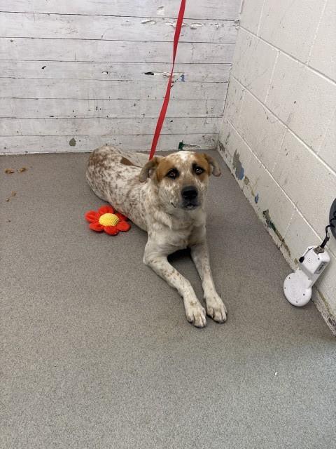 Shelter Stray Male Dog last seen Near BLOCK W MARSHALL BLVD, 333 Chandler Pl, San Bernardino, CA 92408, USA