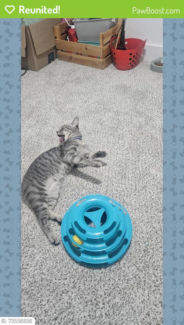 Reunited Female Cat last seen Trinity rd and Edgevale dr, Charlotte, NC 28216