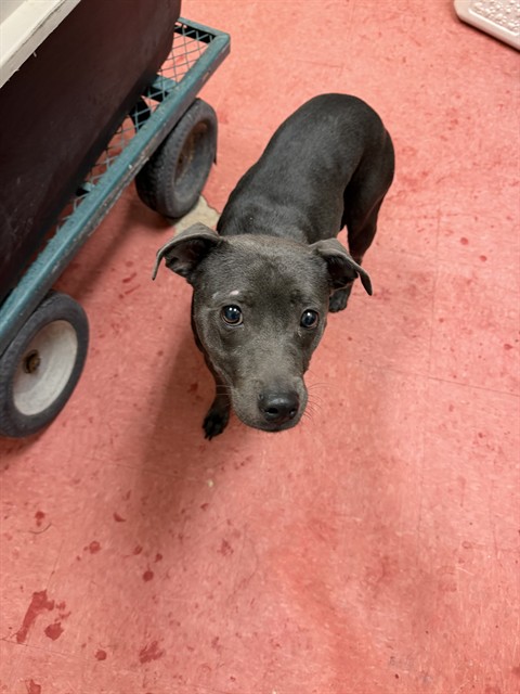 Shelter Stray Female Dog last seen COLONIA DEL SOL, 1150 11 Mile Corner, Casa Grande, AZ 85194, USA