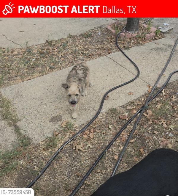 Lost Male Dog last seen St Agustín and Prairie creek, Dallas, TX 75217
