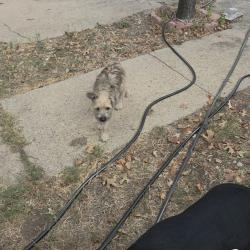 Lost Male Dog last seen St Agustín and Prairie creek, Dallas, TX 75217