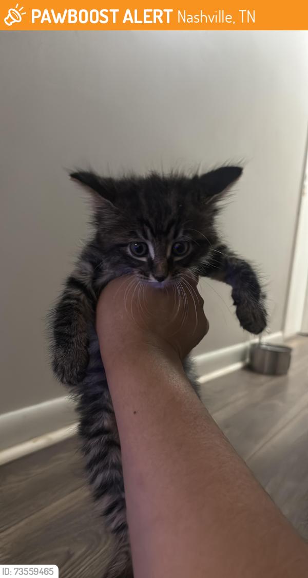 Found/Stray Unknown Cat last seen Pebble Creek Drive Antioch Tn, Nashville, TN 37013