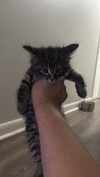 Found/Stray Unknown Cat last seen Pebble Creek Drive Antioch Tn, Nashville, TN 37013