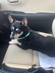 Reunited Female Dog last seen W Bardin and Kelly Elliott, Arlington, TX 76017