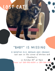 Reunited Female Cat last seen winters and chamberlain, by airport, Portage, MI 49002