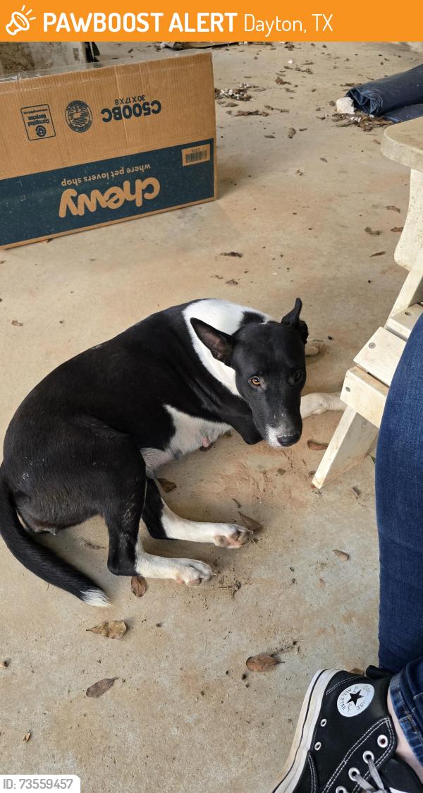 Found/Stray Female Dog last seen FM 1960, Dayton, TX, Dayton, TX 77535