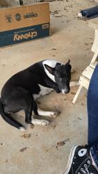 Found/Stray Female Dog last seen FM 1960, Dayton, TX, Dayton, TX 77535
