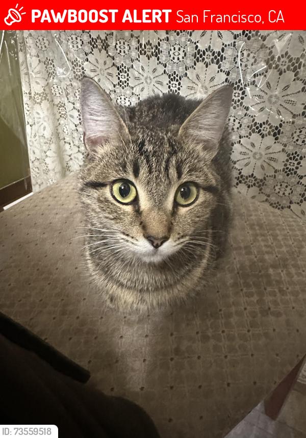 Lost Female Cat last seen St Charles Ave & Alemany Blvd, San Francisco, CA 94132