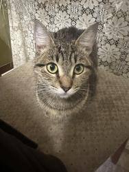 Lost Female Cat last seen St Charles Ave & Alemany Blvd, San Francisco, CA 94132