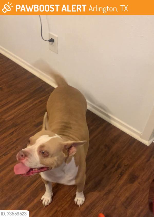Found/Stray Female Dog last seen Victoria and Lamar, Arlington, TX 76012