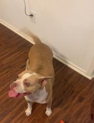 Found/Stray Female Dog last seen Victoria and Lamar, Arlington, TX 76012